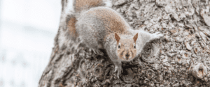 Have you been upstaged by a squirrel? Blog Header