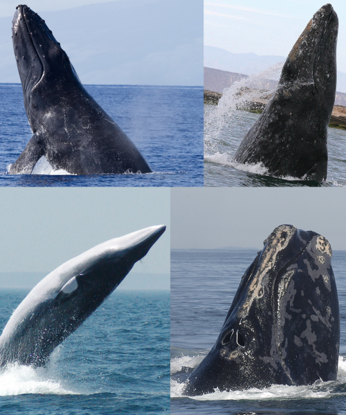 Baleen whale