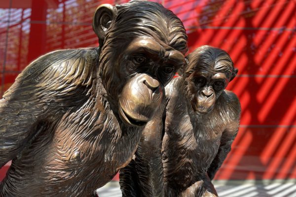 Chimps | London Guided Walks