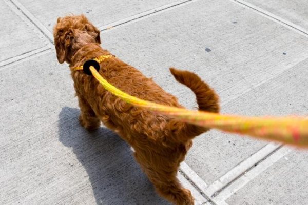 Dog Friendly Walks in London