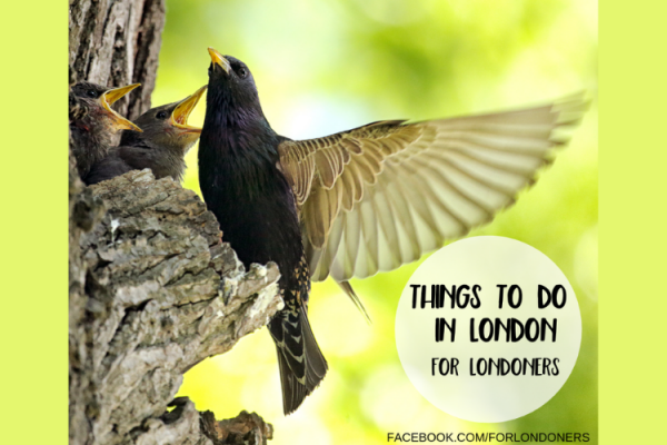 Birds in Sydenham Hill Wood