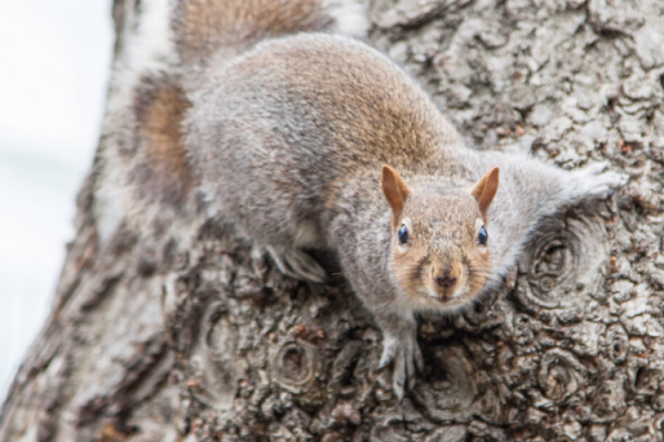 Have you been upstaged by a squirrel? Blog Header