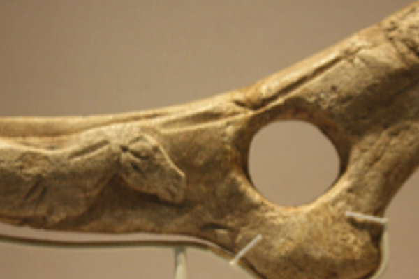 Have you seen the magic wand in the British Museum? Blog Header