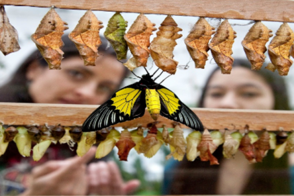 Butterflies