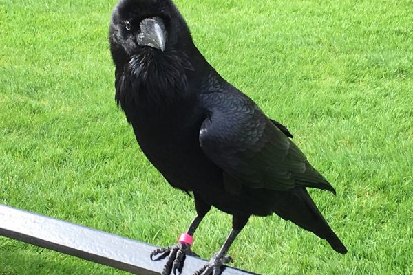 blog2Fcovers2F1736789667864_Merlina_Raven-1 blog2Fcovers2F1736789667864_Merlina_Raven-1