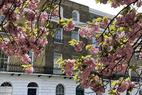 blossoms in london